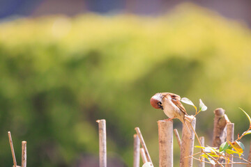 自然の中のスズメ