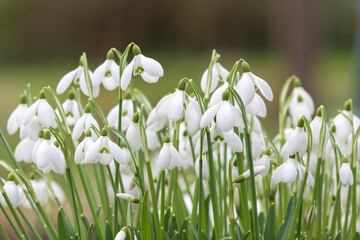 Common snowdrops (galanthus nivalis) in bloom