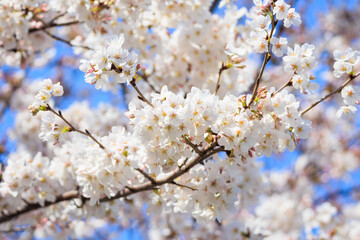 晴天での桜