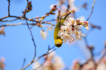春の桜とメジロ
