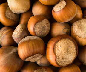 hazelnut, hazelnut closeup in shell, background, macro