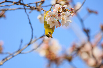 春の桜とメジロ