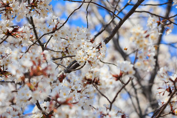 Fototapeta premium 晴天での桜