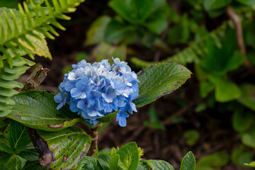 Blue hydrangea flower