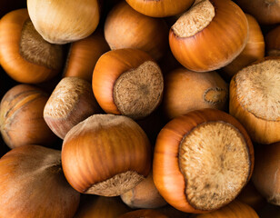 hazelnut, hazelnut closeup in shell, background, macro
