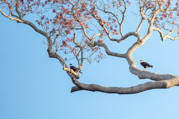 Crested Caracara in a red tree