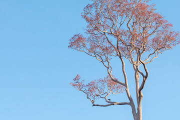 A red tree with two Crested Caracaras