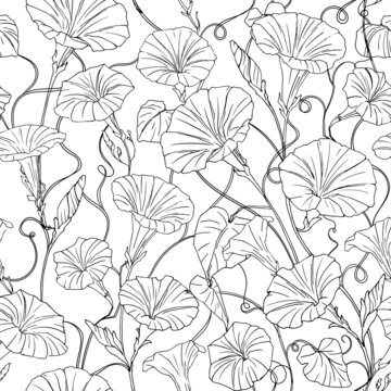 Graphic floral seamless pattern with flower of bindweed in sketch style. Hand-drawn illustration of morning-glories for design, fabric, textile, coloring page, wrap paper, decoration of flower shop