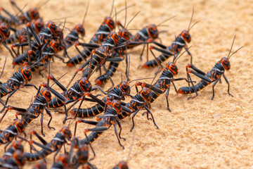 The march of the locusts
