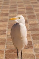 natural background white egyptian heron close-up