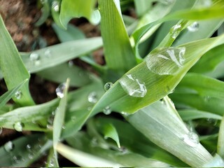 Fototapeta premium dew on a leaf