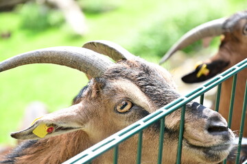 Ziege im Streichelzoo des Wildpark Knüll bei Homberg (Efze)