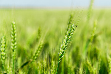 Close up of ripe wheat ears against beautiful sky with clouds.