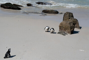 Two penguins appearing to hide themselves from another at Boulders Beach, South Africa.