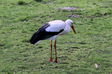 A close up of a White Stork