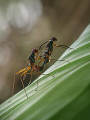 green shield bug