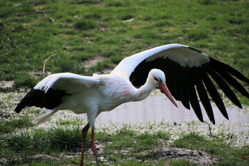 A close up of a White Stork