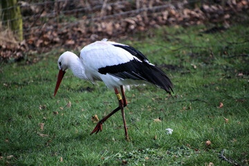 Fototapeta premium A close up of a White Stork