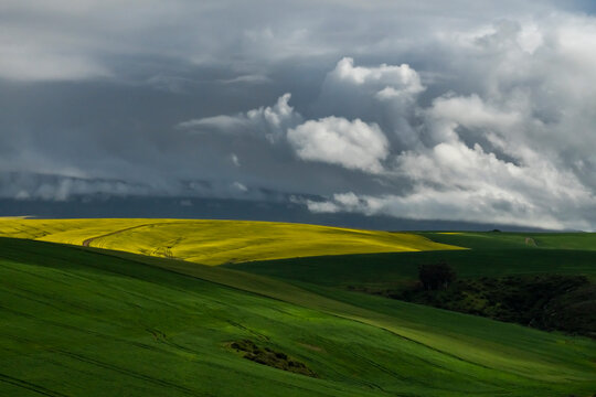 View of Overberg canola farm with stormy clouds, Western Cape, South Africa.