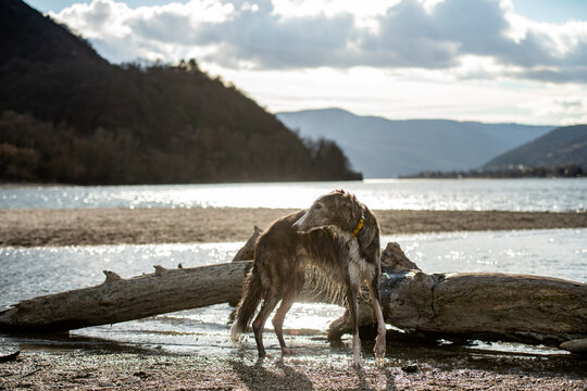 Russian wolfhound - borzoi dog at riverside