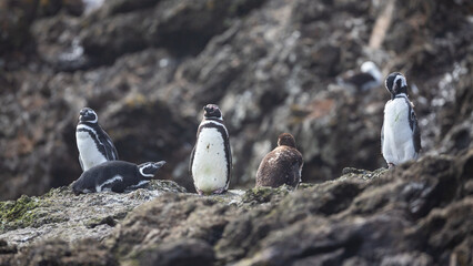 Mehrere Humboldt Pinguine tummeln sich auf einem felsigen Hügel in der Bucht von Punihuil auf...