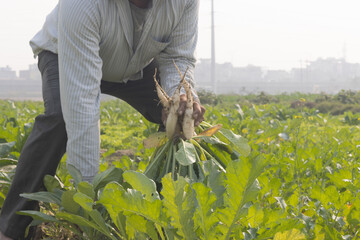 A male farmer harvesting or holding fresh Radish or muli from the farm or farmland