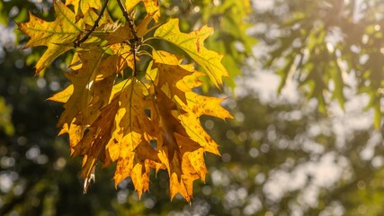 Jesienny liść w pełnym ciepłym słońcu
