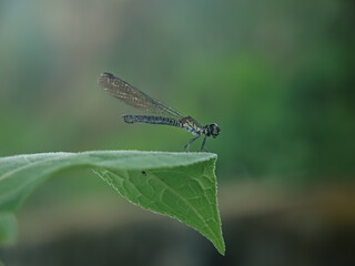 blue dragonfly on a leaf