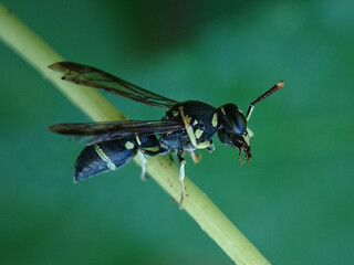 green shield bug