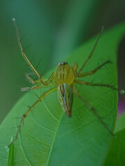 spider on a leaf