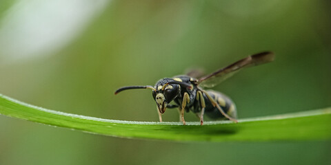 spider on a leaf