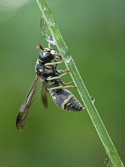 dragonfly on a leaf