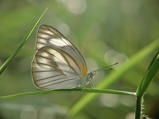 butterfly on a leaf