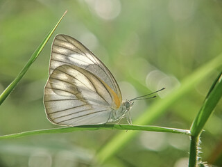 butterfly on the grass