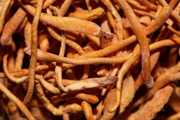 Macro photo of caterpillar fungi, Ophiocordyceps sinensis