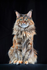 Beautiful large Maine Coon Cat Sitting with Large Ears and Furry Tail Looking in Camera Isolated on Black Background, Front view