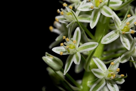 Flower of a maritime squill, Drimia maritima, a medial plant from the Mediterranean region