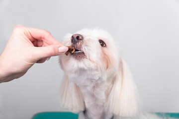 Hairdresser treats maltese lapdog after haircut for good behavior.