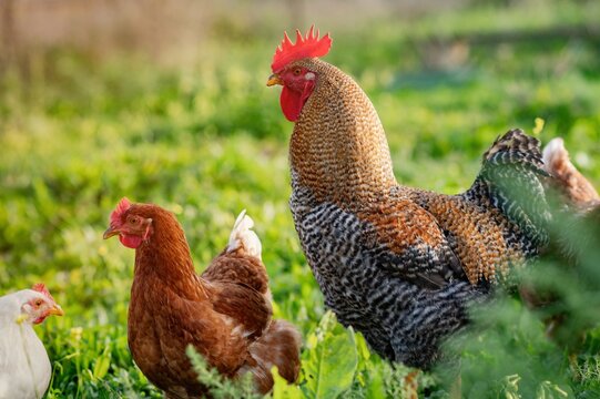 Rooster surrounded by happy hens in the meadow 