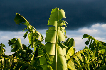 folhas de bananeira em plantação de pé de banana céu com nuvens carregadas