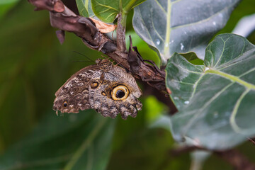 Big colorful butterfly sitting on a green plant