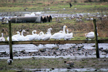 A view of a Whooper Swan at Martin Mere Nature Reserve