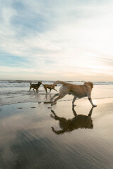 dogs playing in the beach