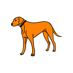 illustration of a dog