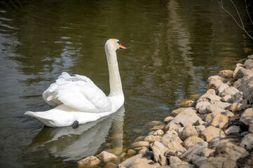 swans on the lake