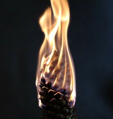 burning pine cone against black background