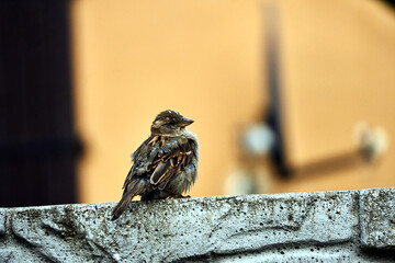 A sparrow perched on a wall in a city in Poland
