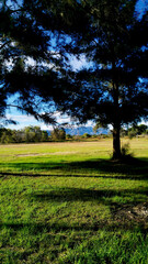 Fototapeta premium sunset in the forest