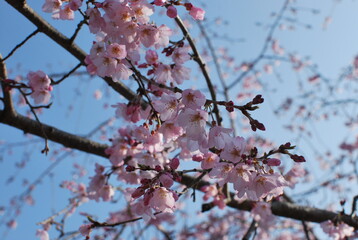 桜
