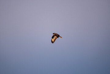 eagle in flight
